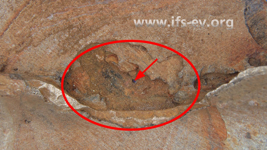 Nach dem Entfernen der Ablagerungen auf der Innenseite ist der Materialabtrag (Markierung) bis zum Wanddurchbruch in Form eines Loches (Pfeil) erkennbar.